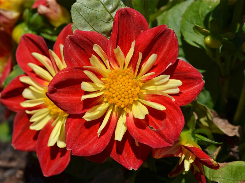 观除目·其二原文注释译文赏析-曾丰诗词-宋诗全集