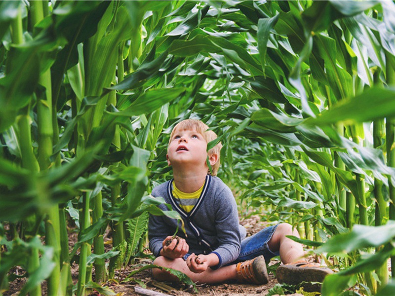 雪后看梅原文注释译文赏析-韩淲诗词-宋诗全集