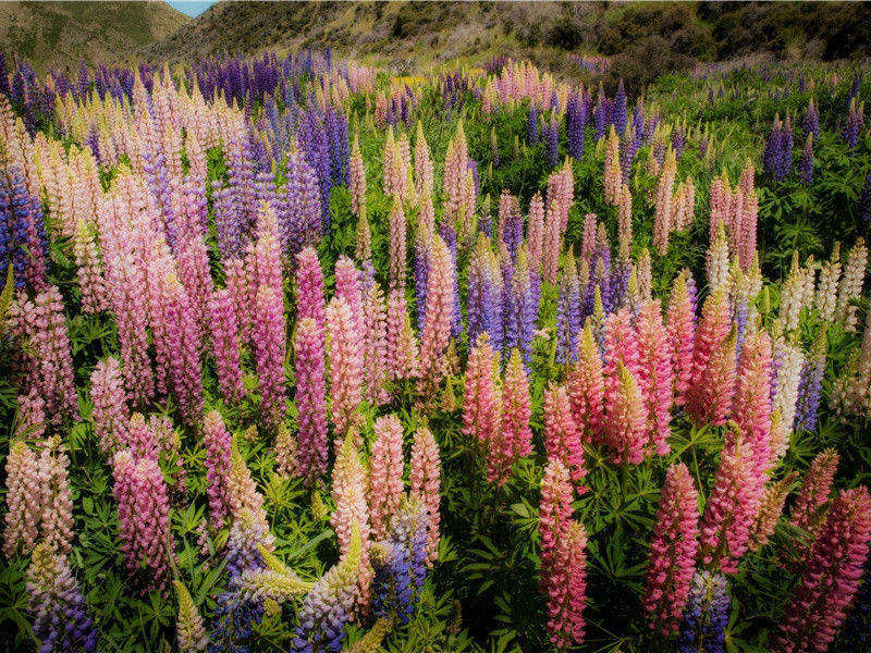 益昌书怀原文注释译文赏析-度正诗词-宋诗全集