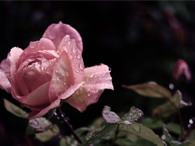 挽王元渤舍人二首·其二原文注释译文赏析-曾几诗词-宋诗全集