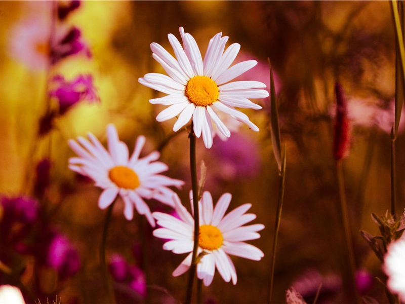 初冬祀坟二首·其一原文注释译文赏析-韩琦诗词-宋诗全集