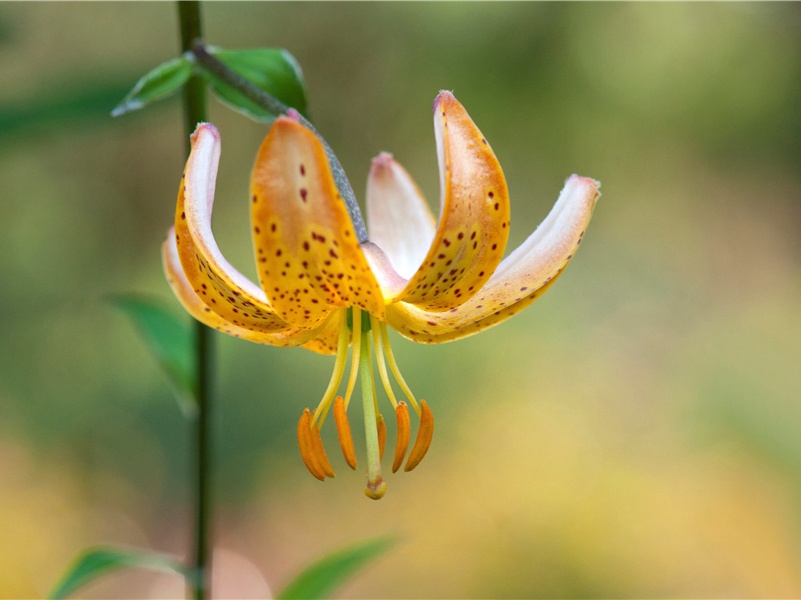 句·其三七原文注释译文赏析-谌祜诗词-宋诗全集