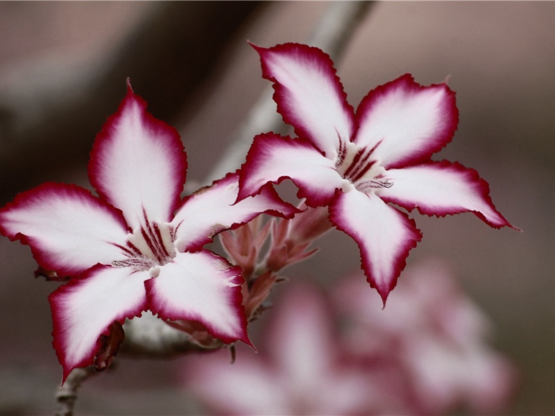 三年衔恤绝不吟诗既奉祥祭触绪摧裂偶得古诗三章呈叔逢兄并似彦威侄·其三原文注释译文赏析-程公许诗词-宋诗全集