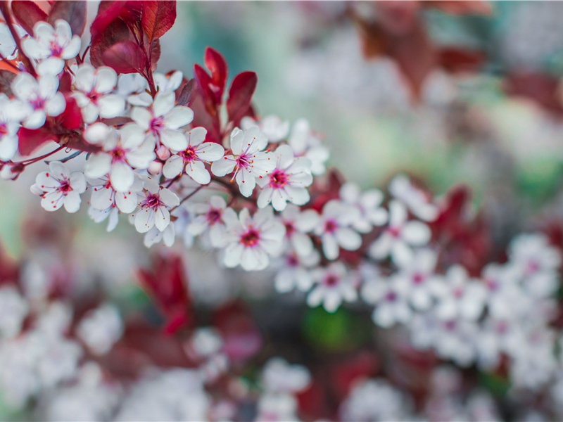 与曹道士原文注释译文赏析-曹勋诗词-宋诗全集