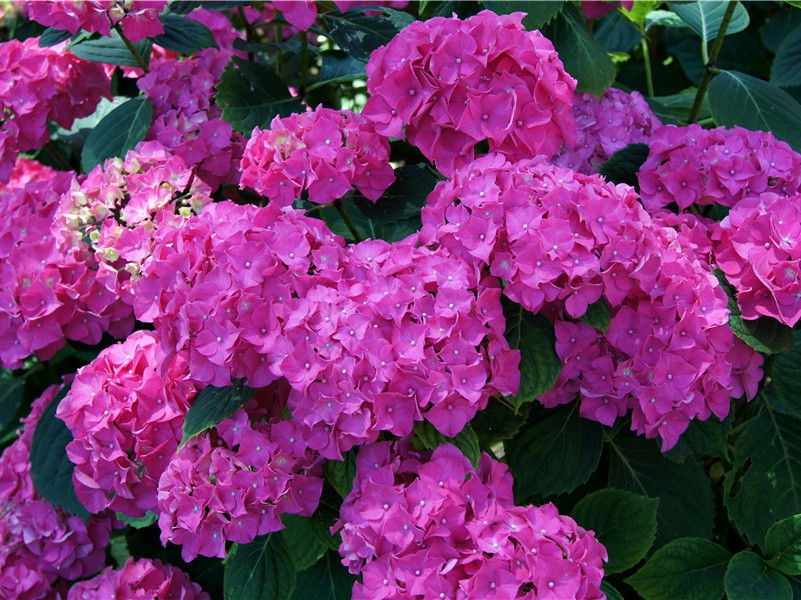 谢彭大夫惠寒山诗三首·其二原文注释译文赏析-曹勋诗词-宋诗全集