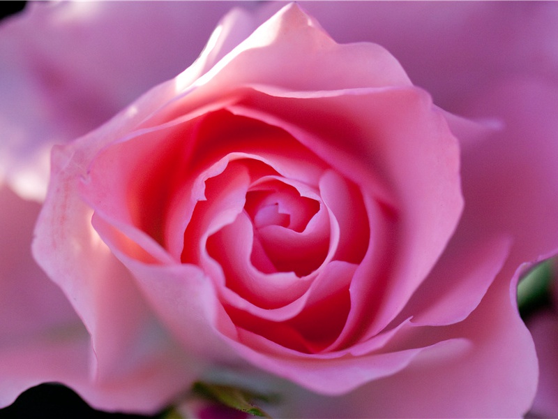 游云居四首·其四原文注释译文赏析-李彭诗词-宋诗全集