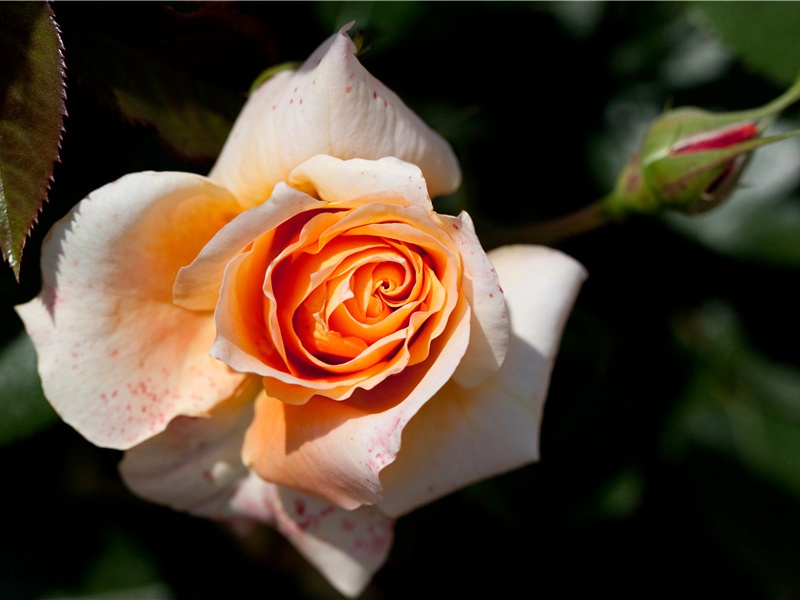 游石所题于轩壁原文注释译文赏析-陈易诗词-宋诗全集