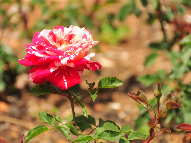 庆元六年七月至儋耳问前守之政改元四年罢归八月过封川谒谭史君乃前守也用赋二长韵呈似·其二原文注释译文赏析-曾丰诗词-宋诗全集