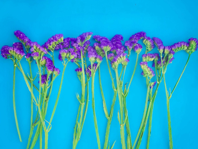 钦圣宪肃皇后挽词二首·其一原文注释译文赏析-陈师道诗词-宋诗全集