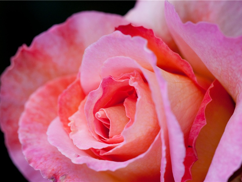 灼艾戏呈阮使君原文注释译文赏析-戴表元诗词-宋诗全集