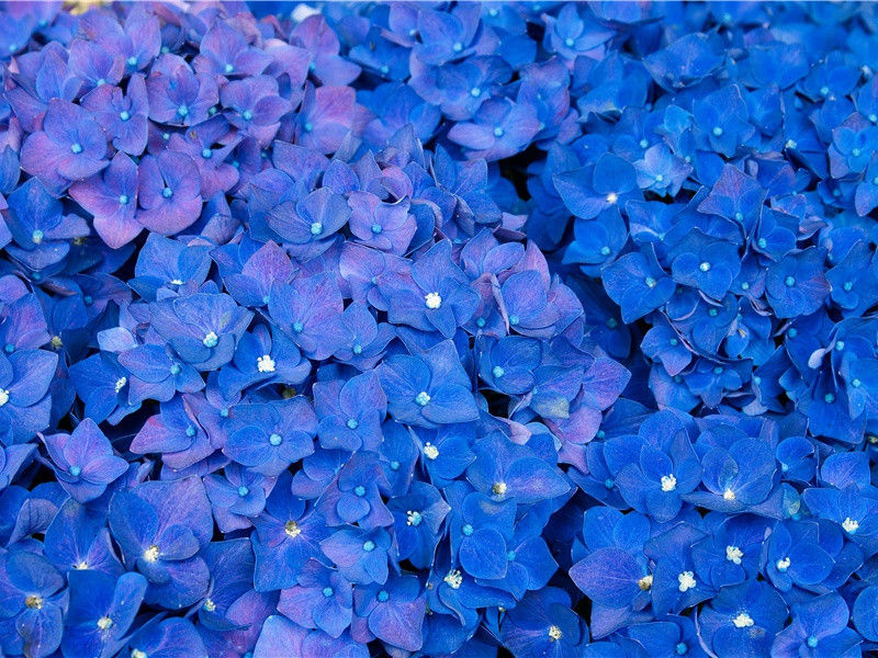 至后承元煇见和复次韵书病中近况十首·其九原文注释译文赏析-方回诗词-宋诗全集