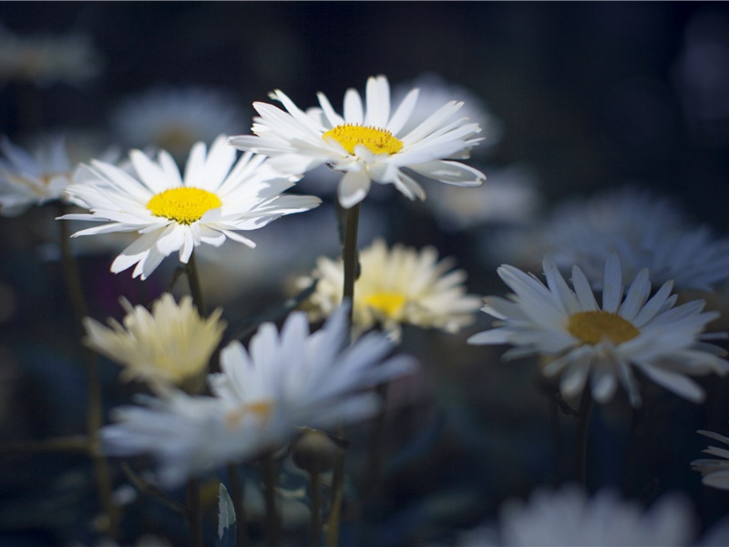 故殿撰侍郎赵公挽章三首·其一原文注释译文赏析-曹彦约诗词-宋诗全集