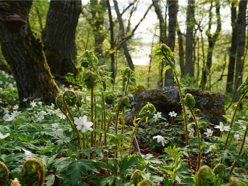 丁收仲寺丞挽诗·其三原文注释译文赏析-蔡戡诗词-宋诗全集
