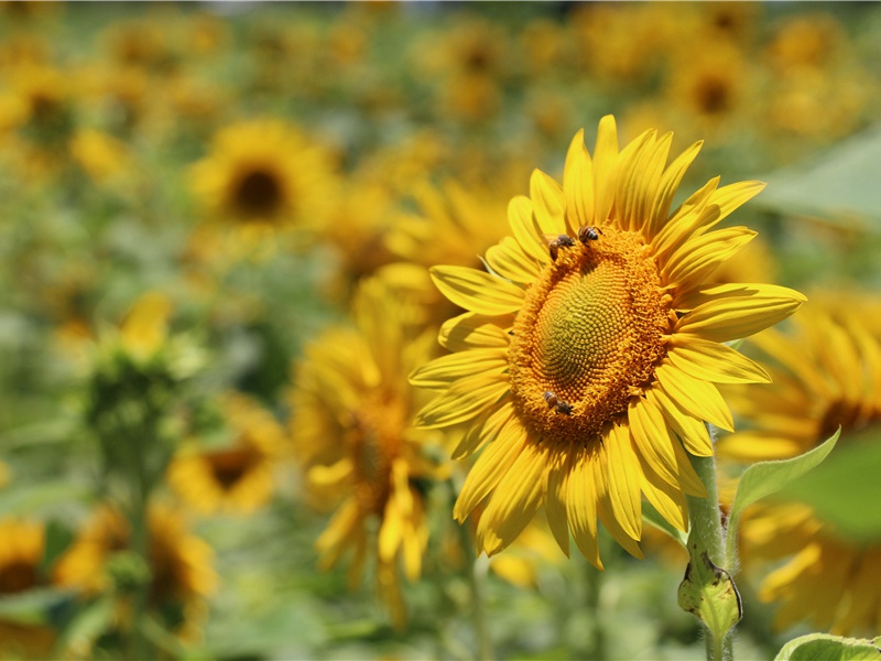 再和宰公二首·其一原文注释译文赏析-邓肃诗词-宋诗全集