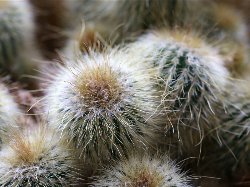 寿李少卿原文注释译文赏析-毕仲游诗词-宋诗全集