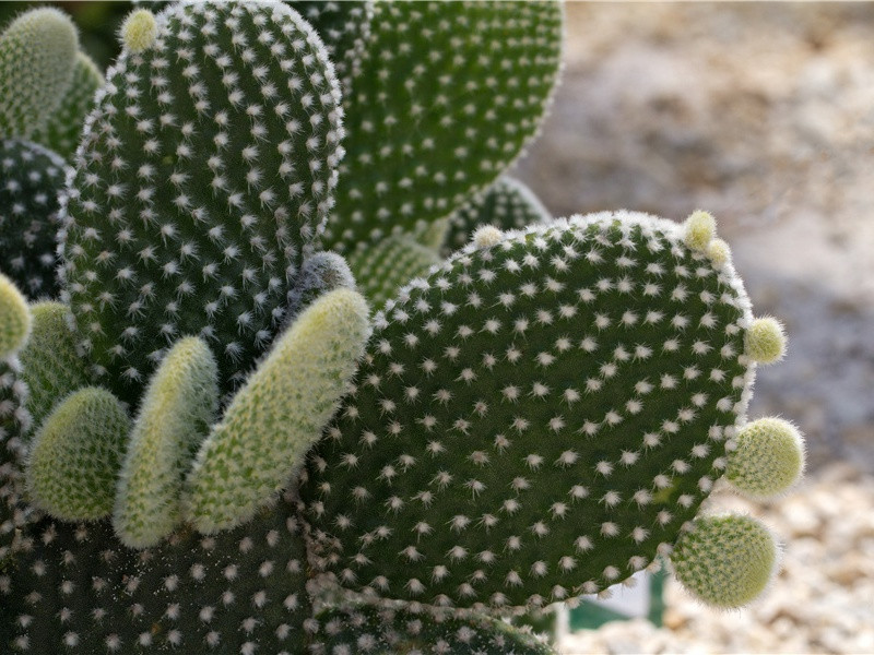 次韵陆承之寒夜有怀·其一原文注释译文赏析-陈深诗词-宋诗全集