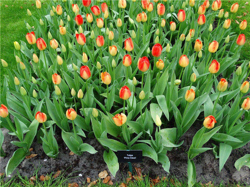 挽知宫王月谷三章·其三原文注释译文赏析-白玉蟾诗词-宋诗全集