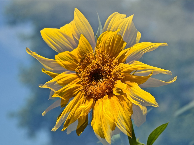 姨母李夫人墨竹二首·其二原文注释译文赏析-黄庭坚诗词-宋诗全集