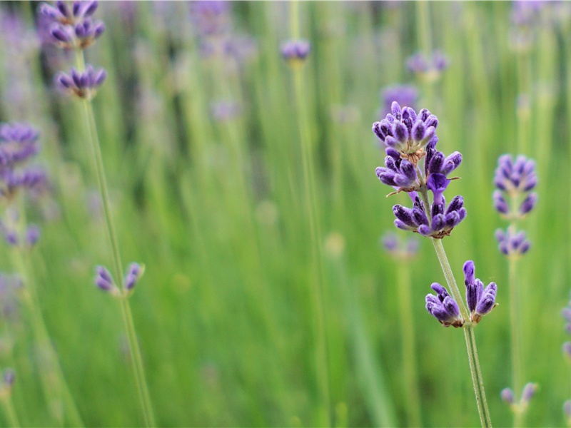 雪晴·其一原文注释译文赏析-白玉蟾诗词-宋诗全集