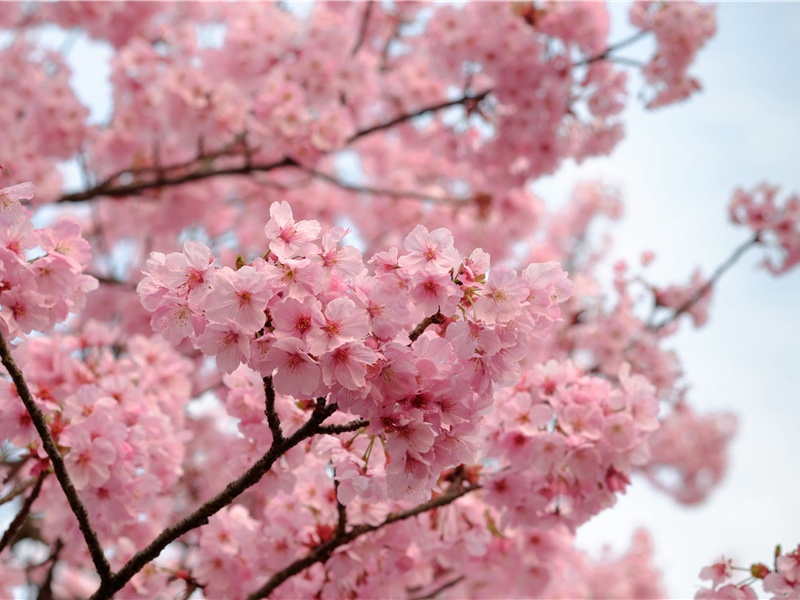 山居杂诗九十首·其五七原文注释译文赏析-曹勋诗词-宋诗全集