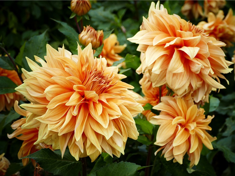 过林灵素坟原文注释译文赏析-白玉蟾诗词-宋诗全集