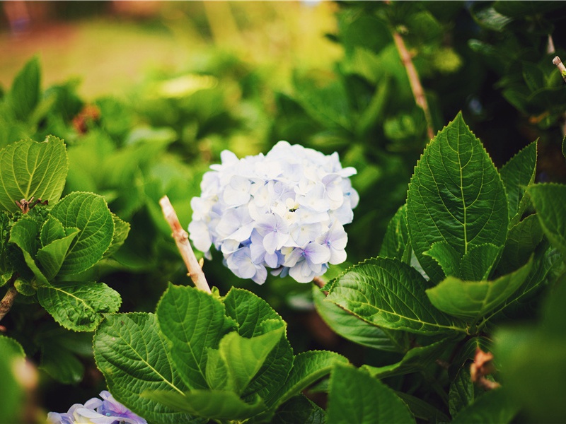 平章吕公挽词二首·其二原文注释译文赏析-方回诗词-宋诗全集