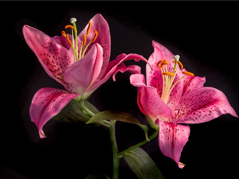 戏联仄字体原文注释译文赏析-白玉蟾诗词-宋诗全集