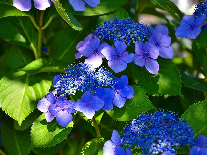 腊月村田乐府十首·卖痴獃词原文注释译文赏析-范成大诗词-宋诗全集