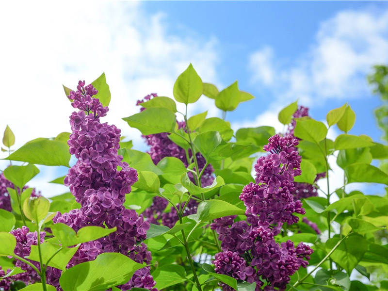 山前行散原文注释译文赏析-白玉蟾诗词-宋诗全集