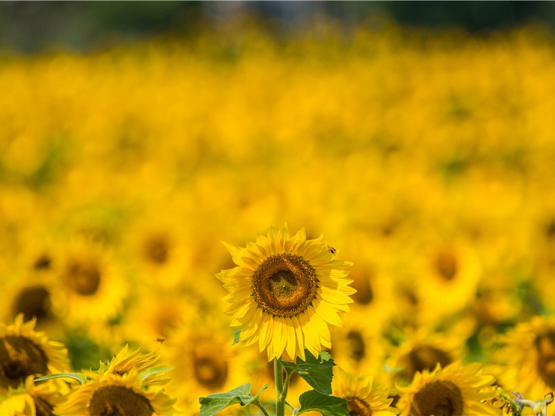 僧房午睡原文注释译文赏析-郭印诗词-宋诗全集