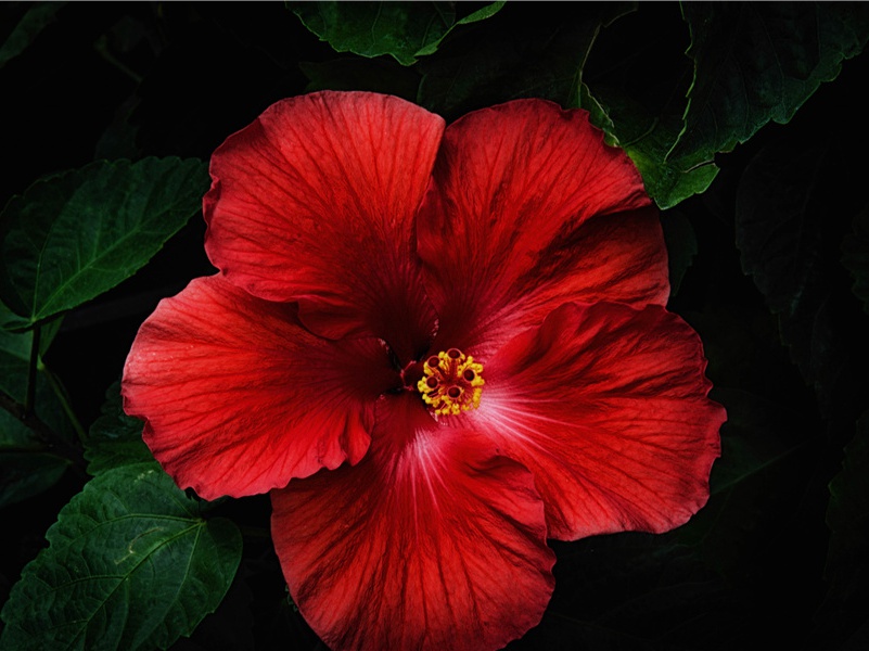 北城梅为雪所厄原文注释译文赏析-范成大诗词-宋诗全集