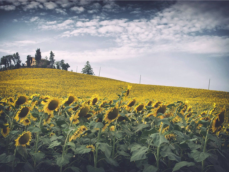 拟试以虫鸣秋原文注释译文赏析-曾丰诗词-宋诗全集