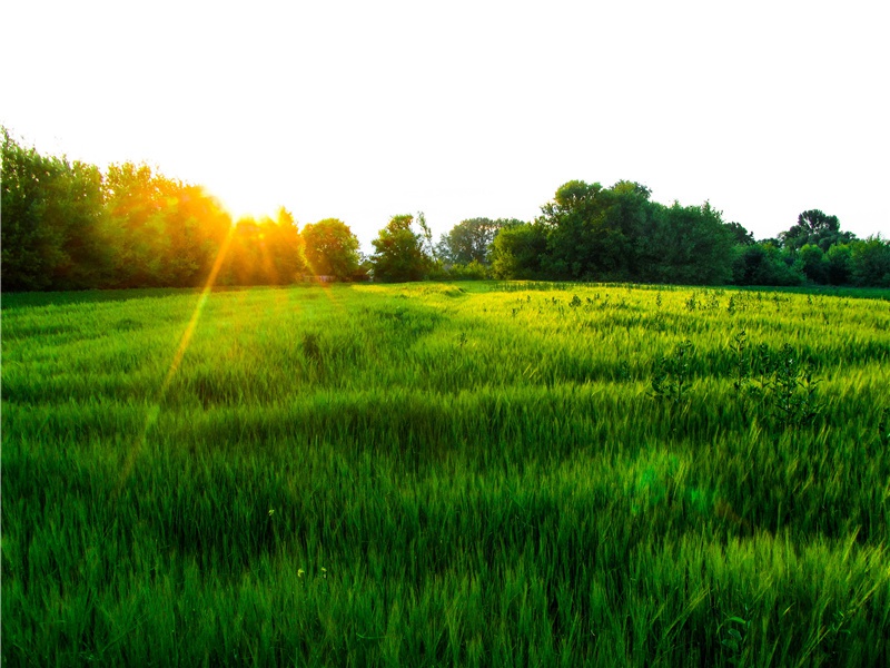 和张倅唐英咏梅十四首·其六原文注释译文赏析-陈傅良诗词-宋诗全集