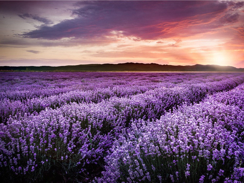 挽程伯禹尚书三首·其三原文注释译文赏析-曾几诗词-宋诗全集