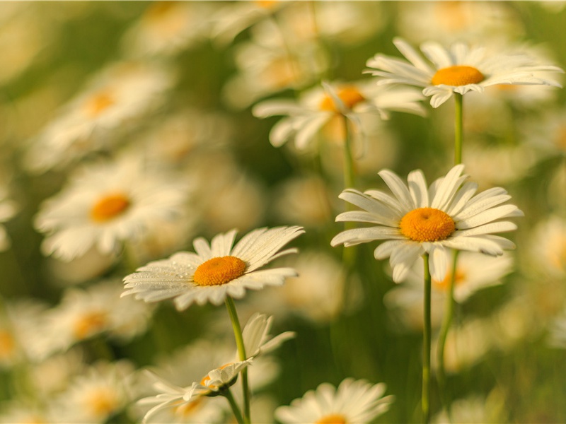 赠周医主簿和后村诗原文注释译文赏析-林希逸诗词-宋诗全集