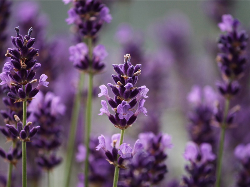 古松行原文注释译文赏析-郭祥正诗词-宋诗全集