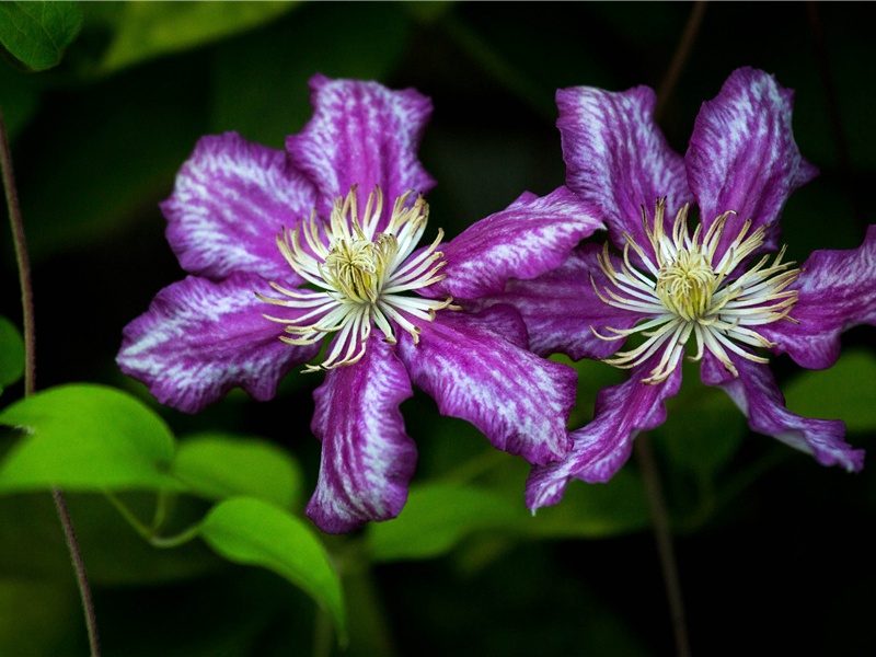 寄郭印斋原文注释译文赏析-黄庚诗词-宋诗全集