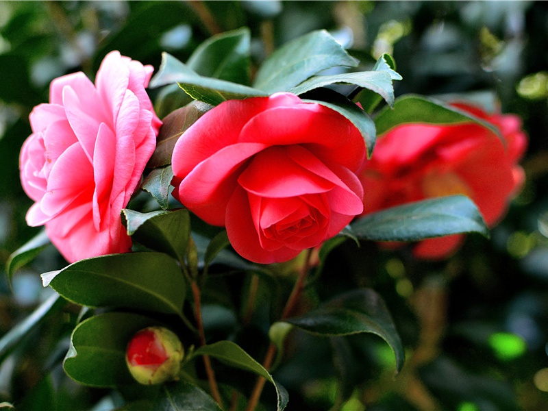 了斋自警六首·其一原文注释译文赏析-陈瓘诗词-宋诗全集