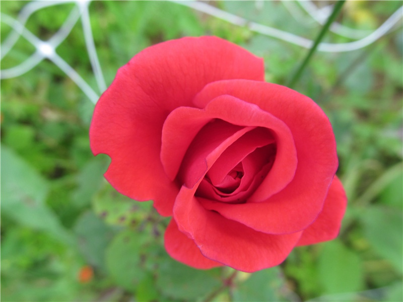 赋黑兔原文注释译文赏析-连文凤诗词-宋诗全集