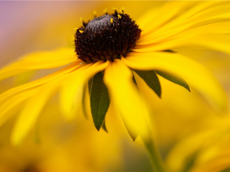 方推官寄新茶原文注释译文赏析-曾巩诗词-宋诗全集