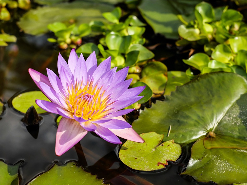 上丞相寿·其五原文注释译文赏析-戴栩诗词-宋诗全集