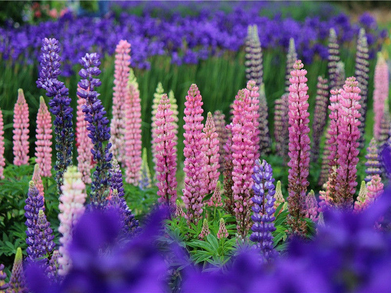 汾阴十首·奉俎用《丰安》。原文注释译文赏析-郊庙朝会歌辞诗词-宋诗全集