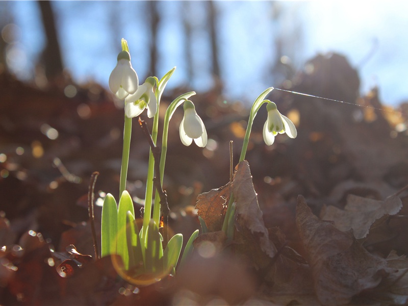再和实之喜雨呈正之原文注释译文赏析-黄干诗词-宋诗全集