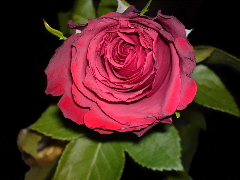 雁原文注释译文赏析-丁谓诗词-宋诗全集