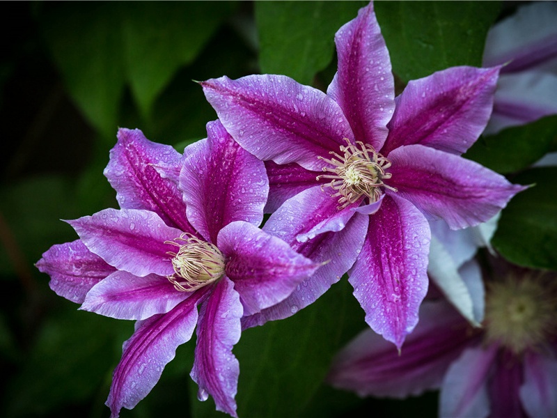 塞下曲二首·其二原文注释译文赏析-曹勋诗词-宋诗全集