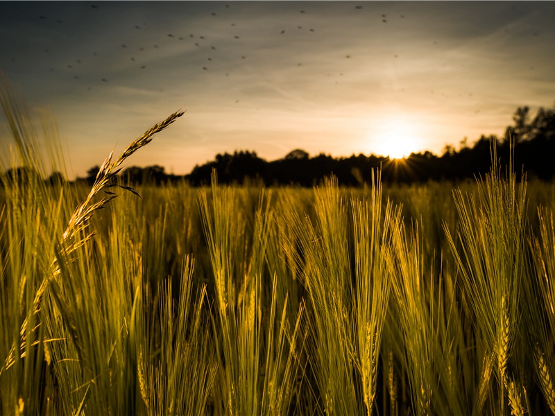 隆庆原文注释译文赏析-陈鹏诗词-宋诗全集