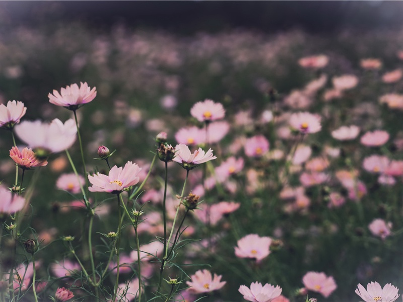 和沈仲一北湖十咏·穆波亭原文注释译文赏析-陈傅良诗词-宋诗全集