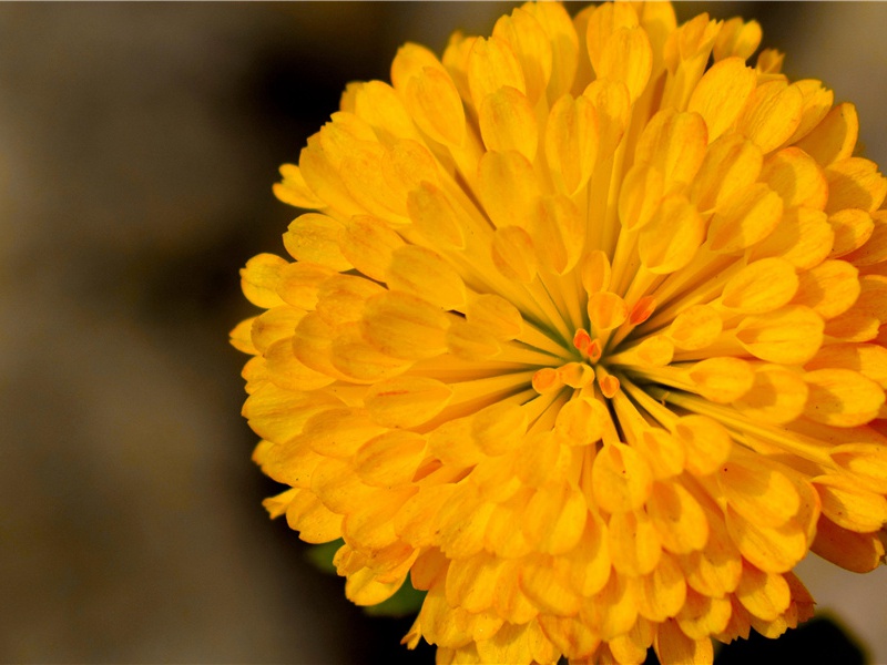 病减枕上五首·其二原文注释译文赏析-陈渊诗词-宋诗全集