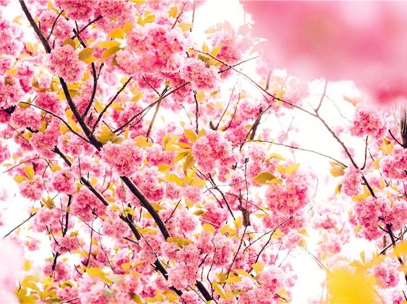 九子庵原文注释译文赏析-陈岩诗词-宋诗全集