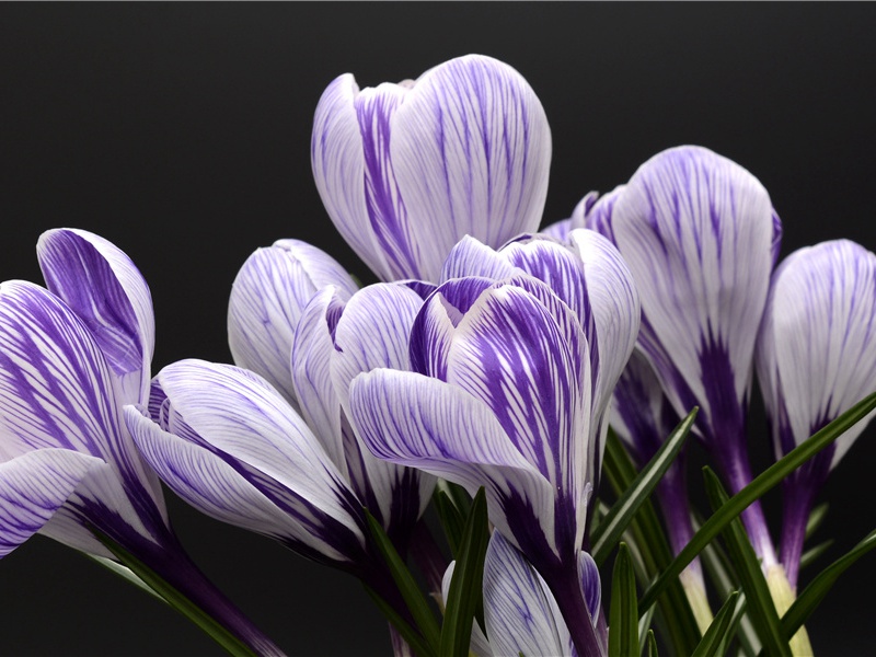 五月水益小园原文注释译文赏析-陈宓诗词-宋诗全集